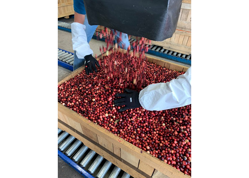 Cranberry Cooperative of the Americas looks for strong fresh season